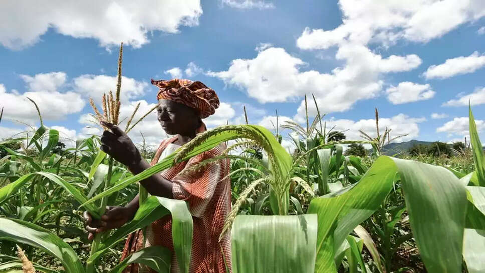 Maize farmers